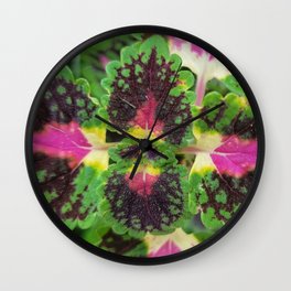 Watermelon Coleus Plant Wall Clock | Pinkandgreen, Botany, Nature, Science, Photos, Pink, Plant, Wildlife, Photo, Greenery 