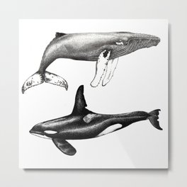 Orca killer whale and humpback whale Metal Print