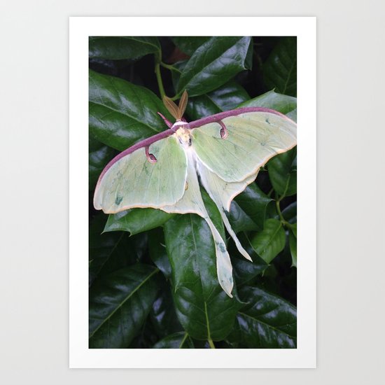 Lunar Moth Art Print