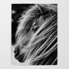 Portrait of a Shetland Pony, Monochrome Poster