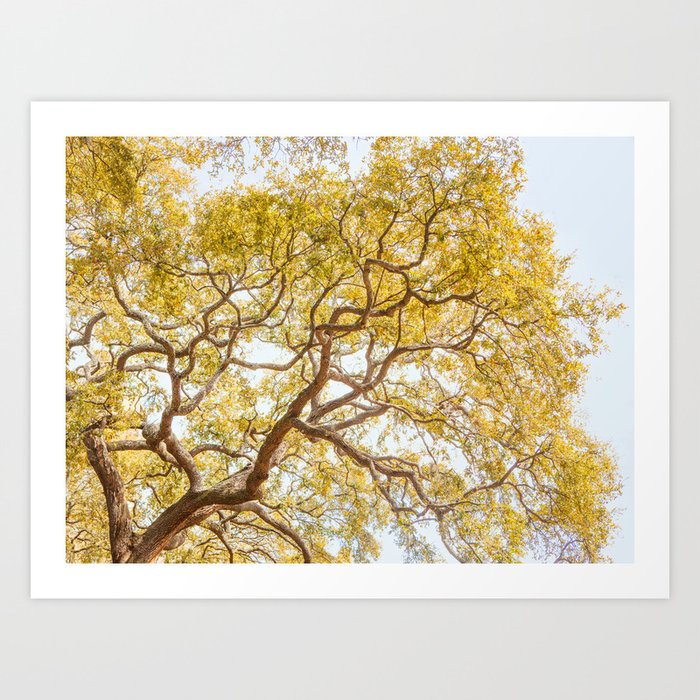 Savannah Oak Tree - Autumn Landscape, Nature Photography Art Print