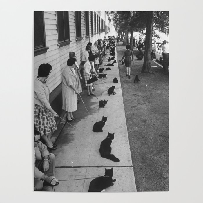 Black Cats Auditioning in Hollywood black and white photograph Poster