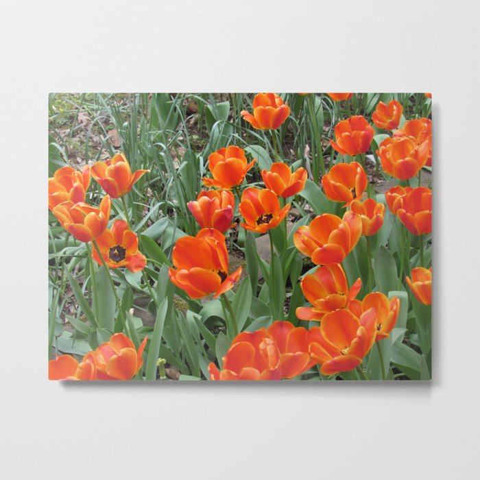 Orange Tulips Metal Print