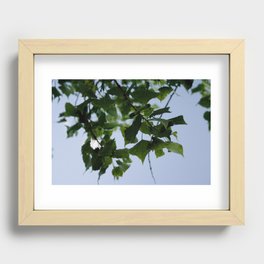 Beautiful Green Leaves From Above Recessed Framed Print