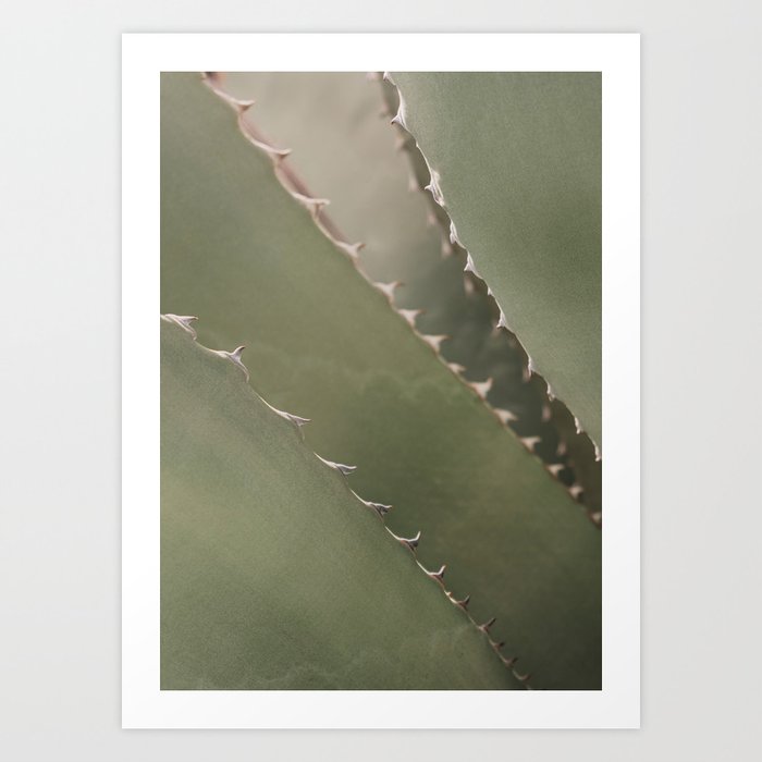 Agave Leaves Cactus Aloe Vera Art Print