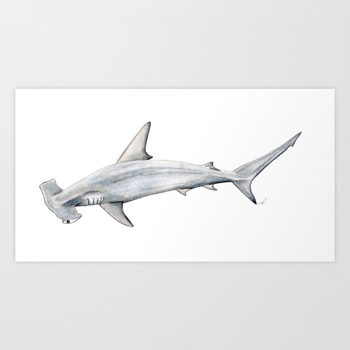 Hammerhead shark for shark lovers, divers and fishermen Art Print