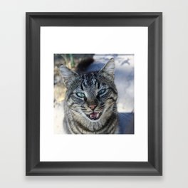 Chatty Cat Chirruping Pet Photography Framed Art Print