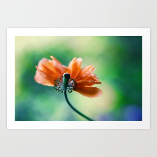 orange poppy Art Print