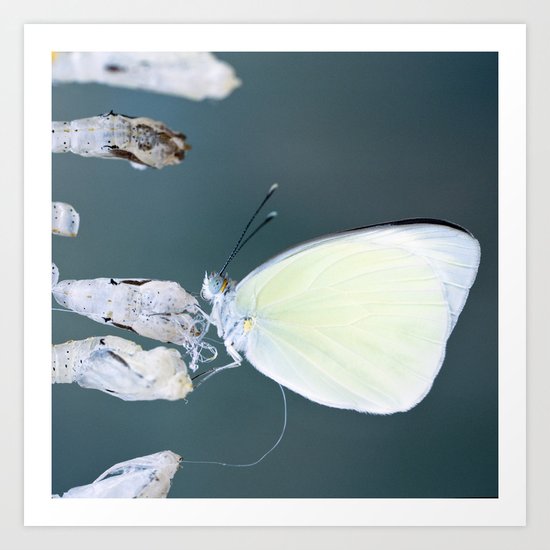 Chrysalis Art Print
