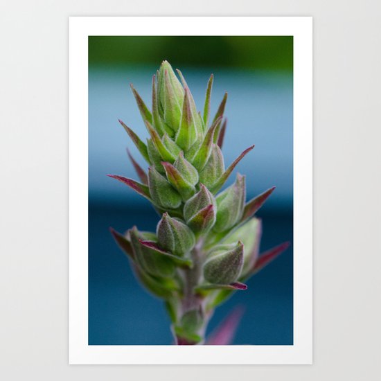 Prickles & Points Art Print