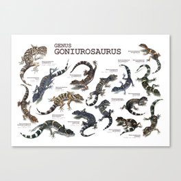 Genus Goniurosaurus Canvas Print
