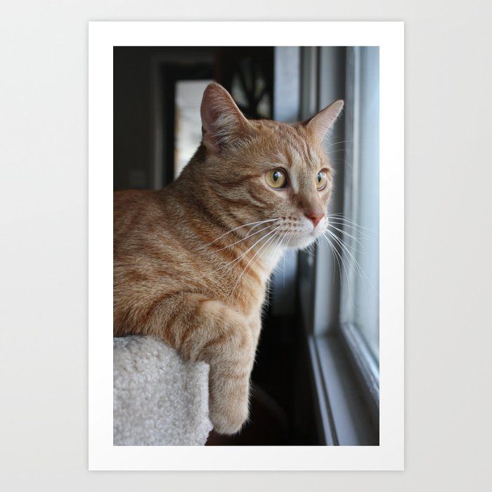 Orange tabby cat Art Print