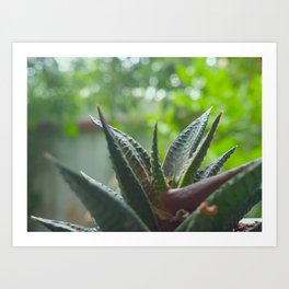 Spiked Art Print | Aloevera, Photo, Hdr, Digital, Aloeveraphoto, Aloeveraplant, Spiky, Spikeleaves, Spike 