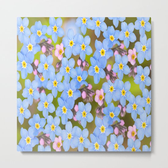 Forget-me-not flowers and buds - summer meadow Metal Print