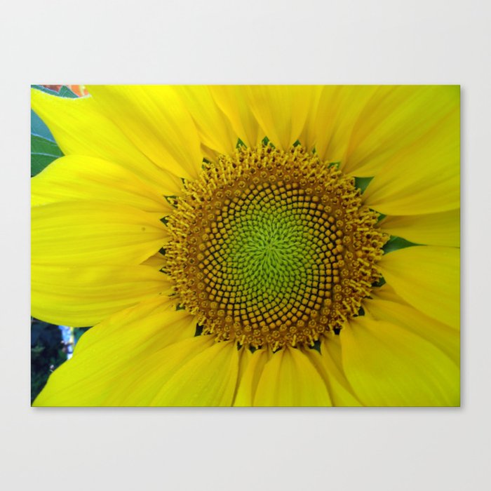 Sunflower Flower and Seeds, Fibonacci, Spiral, Golden Ratio Canvas Print