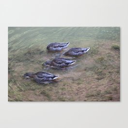 Four Ducks Canvas Print