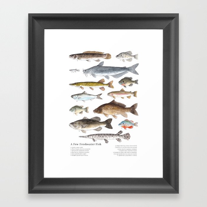 A Few Freshwater Fish Gerahmter Kunstdruck