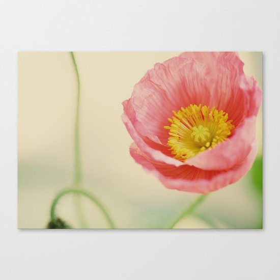Pale Pink Canvas Print
