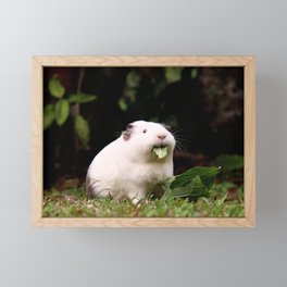 Guineapig Framed Mini Art Print