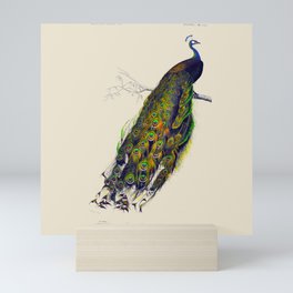 Vintage Peacock Mini Art Print