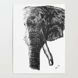 African elephant bull Poster