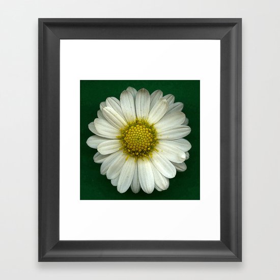 Single White Chrysanthemum Framed Art Print