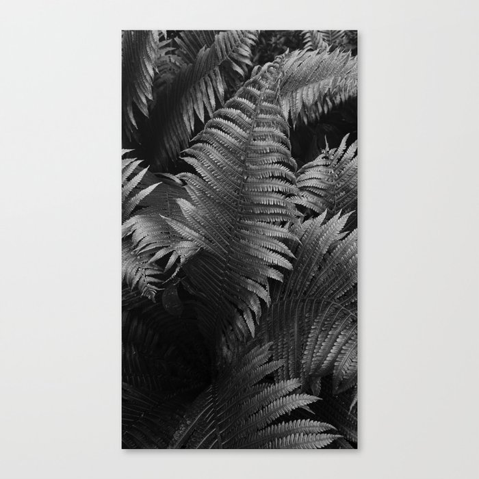 Leaves of green fern nature portrait black and white photograph / photography Canvas Print