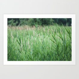 Tall grass with trees in the background Art Print