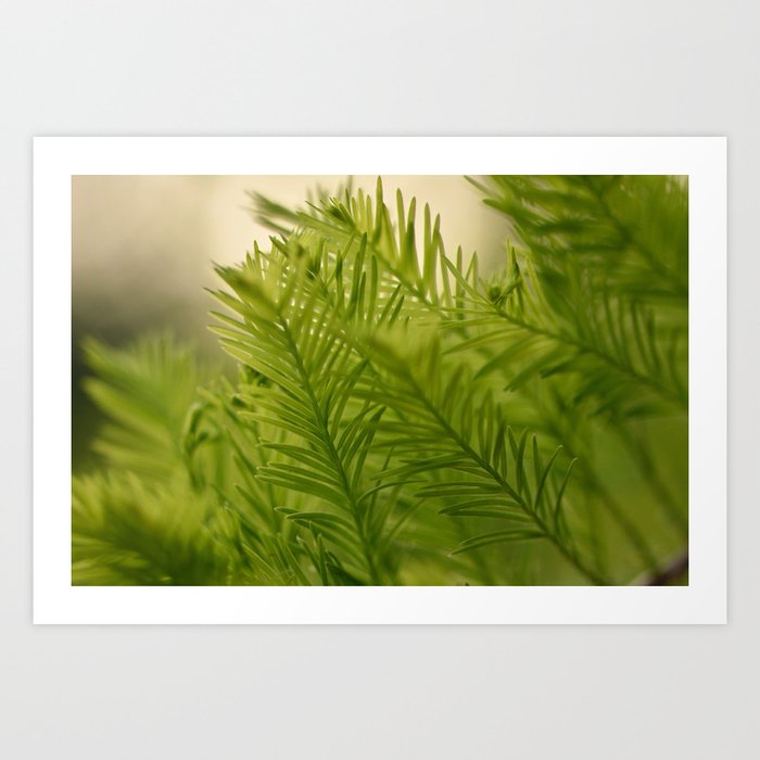 Green leaves -- soft colored art print of pine leaves Art Print