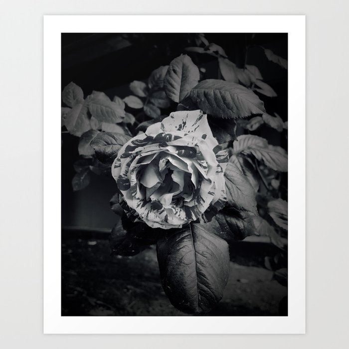 Bullied Rose Art Print