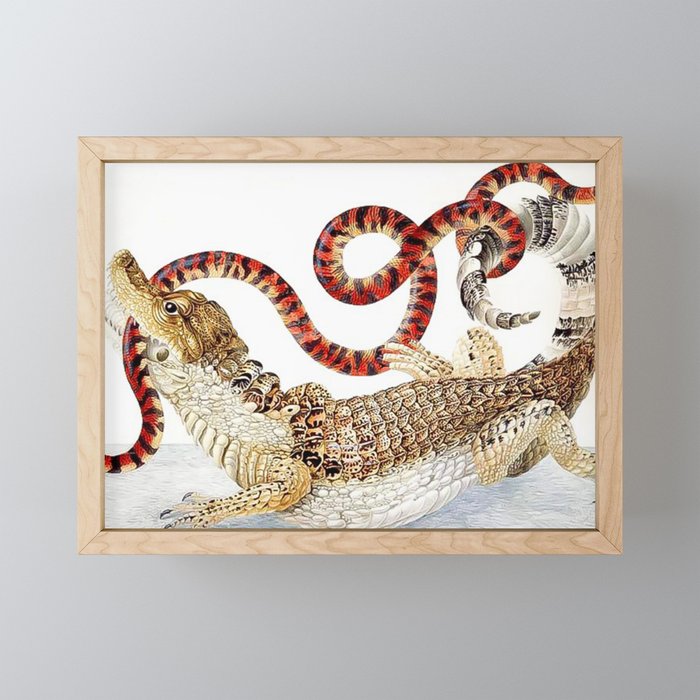 Spectacled Caiman and a False Coral Snake by Maria Sibylla Merian c.1705-10 // Wild Animals Decor Framed Mini Art Print