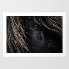 Icelandic horse in the snow | winter | Iceland | photo print Art Print