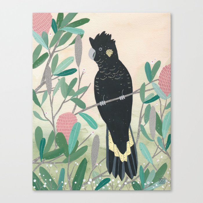Black cockatoo in the wattle Canvas Print