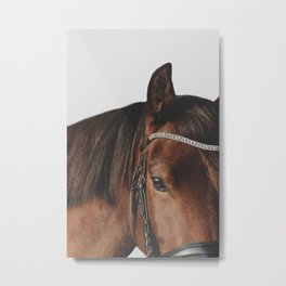 Bay Dressage Pony Portriat on a White Background Metal Print