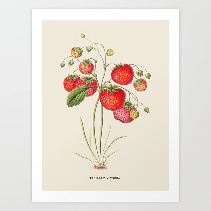 Strawberry Antique Botanical Illustration Art Print