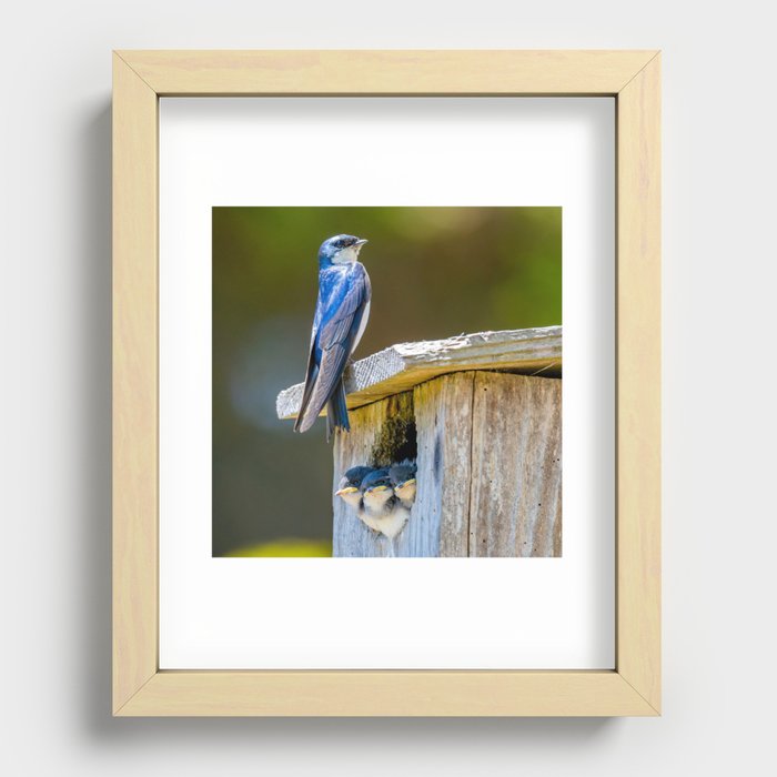 Swallow Family on a Box Nest - square image Recessed Framed Print