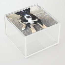 Little sweet dog Acrylic Box