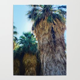 Coachella Palms Poster
