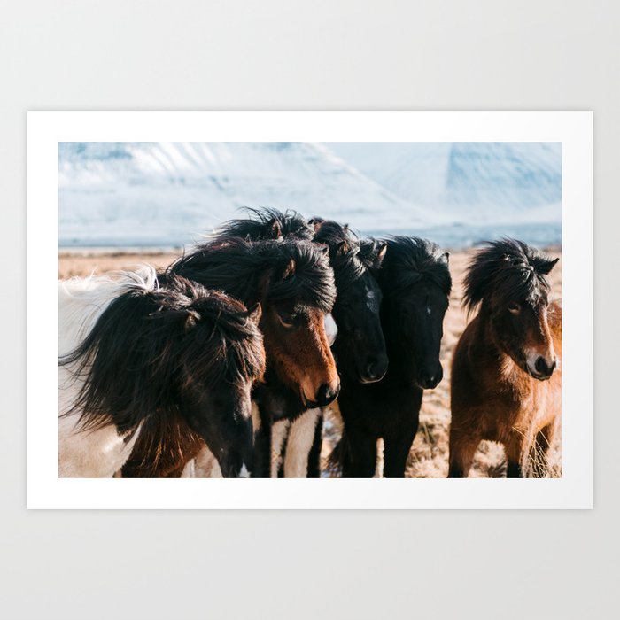 Horses in Iceland - Nature Photography Art Print