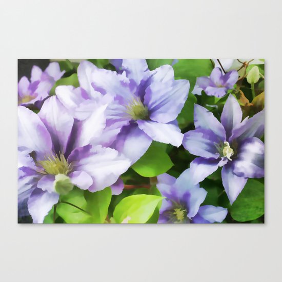 Delicate Climbing Clematis Canvas Print