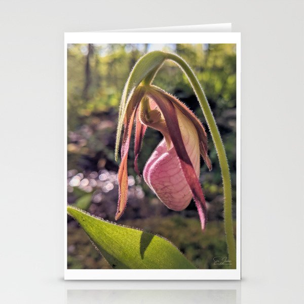 Lady Slipper Orchid Nature Photography | Botanical | Plants Art Print Stationery Cards
