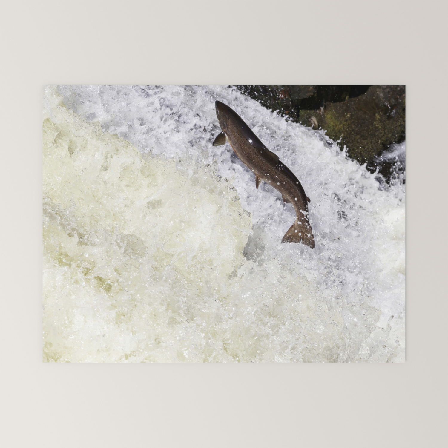 Leaping Salmon Mini Art Print By Chanonry Society6
