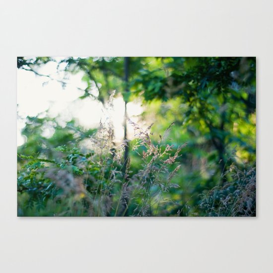 Summer Light Canvas Print