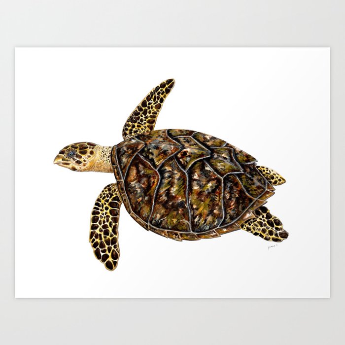Hawksbill sea turtle (Eretmochelys imbricata) Art Print