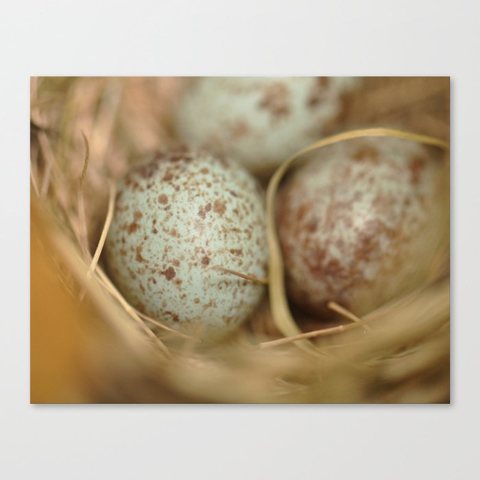 Sparrow Eggs Macro 2 Canvas Print