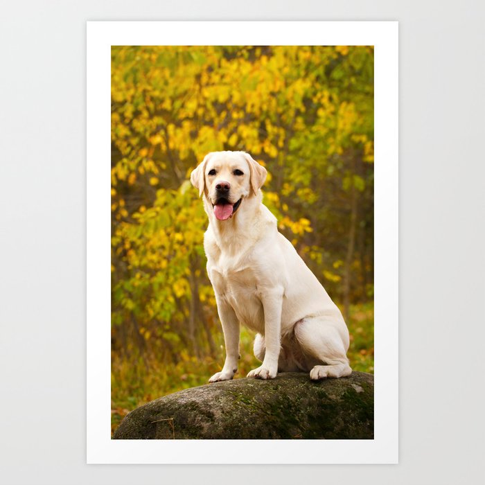 Labrador Retriever Dog Autumn Park Art Print