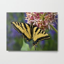 Western Tiger Swallowtail Butterfly Metal Print
