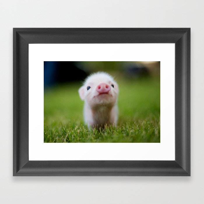 Little Pig Framed Art Print