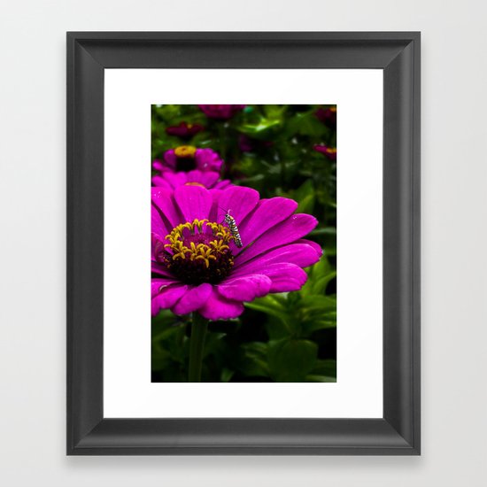 Zinnia with insect Framed Art Print