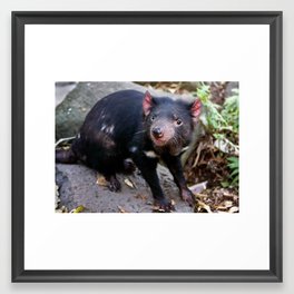 Tasmanian Devil Framed Art Print | Animal, White, Marsupial, Tasmanian, Wildlife, Hunter, Nature, Tassie, Native, Australia 